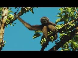 Taman hidupan liar tabin) is a nature preserve in sabah, malaysia, on the island of borneo. Tabin Wildlife Reserve Alchetron The Free Social Encyclopedia
