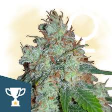 For this strain we selected an old sensi seeds hindu kush mom & pollinated her with our stud super tc91. Afghan Og Strain Information Cannaconnection Com
