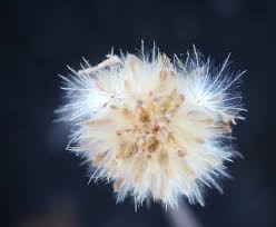 Image result for Pseudoconyza viscosa