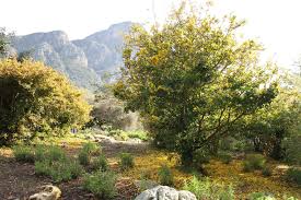 Image result for Ochna natalitia