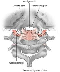 Capsula articularis atlantooccipitalis) consists of a pair of condyloid joints. Upper Cervical Spine Musculoskeletal Key