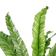 Image result for Asplenium variabile