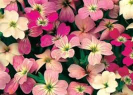 Image result for Malcolmia maritima