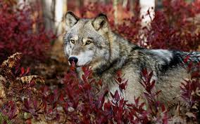 Customize and personalise your desktop, mobile phone and tablet with these free wallpapers! Wolf Wallpapers Hd Free Pictures On Greepx