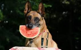 Cut them up into small chunks so your canine friend can consume them easily without choking. Can Dogs Eat Watermelon Watermelon Rind