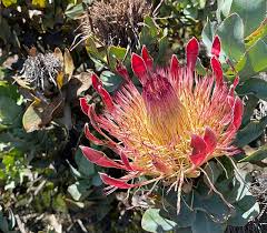 Image result for Protea rupestris