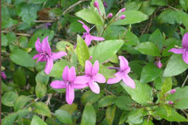 Image result for Pseuderanthemum ludovicianum