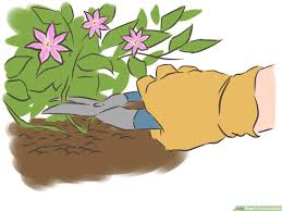 Should i deadhead clematis montana. 3 Ways To Prune Clematis Wikihow