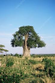 Image result for Adansonia digitata