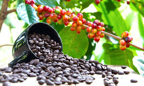 Beech nuts, in france, are sometimes roasted as a coffee substitute. Arabica Coffee History And Facts