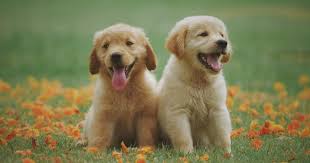 With older golden retrievers, much of that simply isn't a concern. How A Single Glance From A Golden Retriever Puppy Cost Me 13 000 Mouthy Money