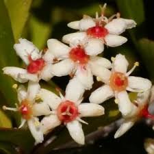 Image result for Putterlickia verrucosa