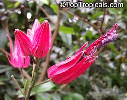 Image result for Embelia multiflora