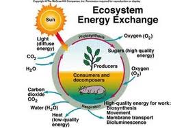 Ess Topic 2 3 Flows Of Energy And Matter Amazing World Of