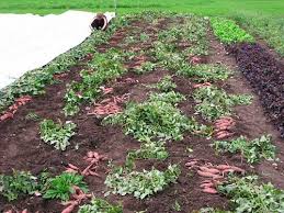 When do you dig up sweet potatoes? How Are Sweet Potatoes Harvested Commercially Harvesting Curing And Storing Sweet Potatoes