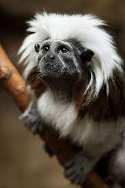 Cotton Top Tamarin Weird Animals Animals Beautiful Rare Animals