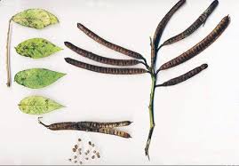 ¿qué planta usarías para la próstata? Cafe De Brusca Productos Naturales Remedios Para La Salud Cafe Natural