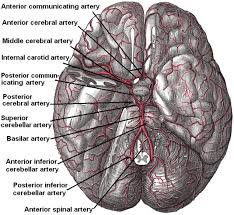 The circle of willis is located deep in the center of the brain, near two other important structures—the pituitary gland and the optic chiasm. Circle Of Willis