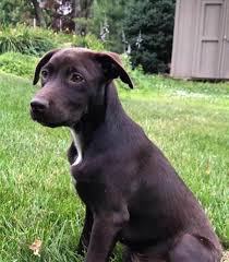 Provide us with details about your dog complete the surrender questionnaire over the phone by. Surrender A Dog Love Of Labs Indiana
