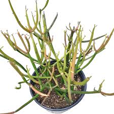 Image result for Euphorbia tirucalli