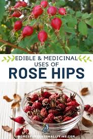 Rose Hips For Food And Medicine In 2020 Food Medicine Natural Cold Remedies Natural Vitamin C