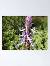 Image result for Coleus caninus