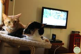 Videos For Cats Tales From Cat Tv Cadry S Kitchen