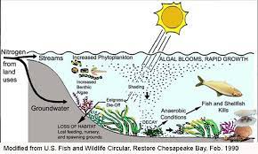 Nitrogen Pollution Buzzards Bay National Estuary Program