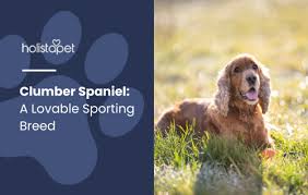 Image result for clumber španěl lov