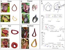Mechanics reveals the role of peristome geometry in prey capture in  carnivorous pitcher plants (Nepenthes)