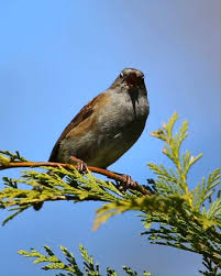 Image result for Pycreus melas