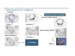 Maybe you would like to learn more about one of these? Unit Eight Normal Labor Labor Is Described As