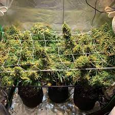 Check spelling or type a new query. Indoor Grow Tent 4x2 Air In Desert Climate Questions Grow Question By Spiderjar Growdiaries