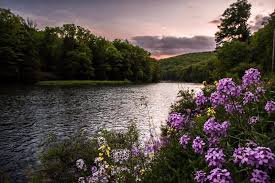 When you want to fry, steam, boil, sear and. Hike Paddle Relax Repeat In Cook Forest State Park Culture Recreationnews Com