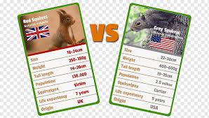 Fauna is all of the animal life present in a particular region or time. Tupai Merah Hewan Tupai Abu Abu Timur Tupai Pohon Tupai Merah Abu Abu Fauna Kerajaan Inggris Png Pngwing