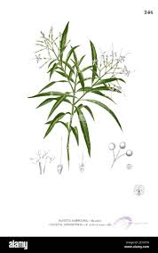 Image result for Pavetta sp. E