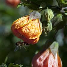 Image result for Abutilon angulatum