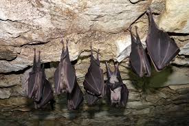 Tagebuch Der Grossen Hufeisennase In Bayern Lbv Gemeinsam Bayerns Natur Schutzen