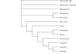 Image result for Girardinia bullosa