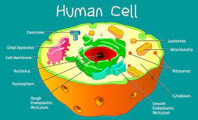 A single cell may be a complete organism in itself, such as a bacterium, or it may acquire a specialized function, becoming a building block of a multicellular. Cell Structure Biology Online Tutorial