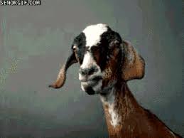 Https Encrypted Tbn0 Gstatic Com Images Q Tbn 3aand9gcrdshspvvfvzxovew8a6ekg05l378pwcpgvba Usqp Cau