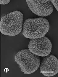 Image result for Persicaria nepalensis