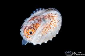 Image result for Melinis subglabra