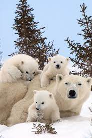 Family Photo Thomas Kokta Via Living Pursuit Cute Animals Baby Polar Bears Animals