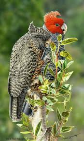 Pin On Birds Of The Universe