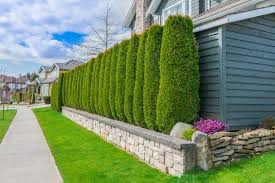 Privacy plants along a fence. How To Plant A Hedge Diy True Value Projects True Value