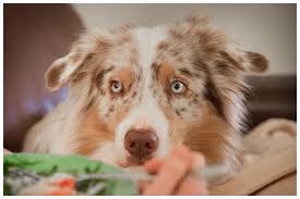 vermenschlichung hundetrainer hunde bar