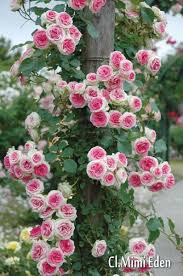 Mimi Eden Est Un Petit Grimpant Ou Arbuste De 1 20 M Version Miniature Du Celebre Pierre De Rons Comment Planter Des Roses Idees De Jardin Fleur Fleur Jardin