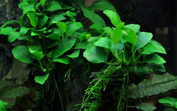 Anubias Barteri var nana petite