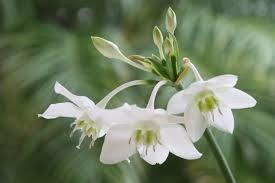 Eucharis is a perennial with a bulb 2 to 6 cm in diameter. Amazon Lily L Stunning Beauty Our Breathing Planet